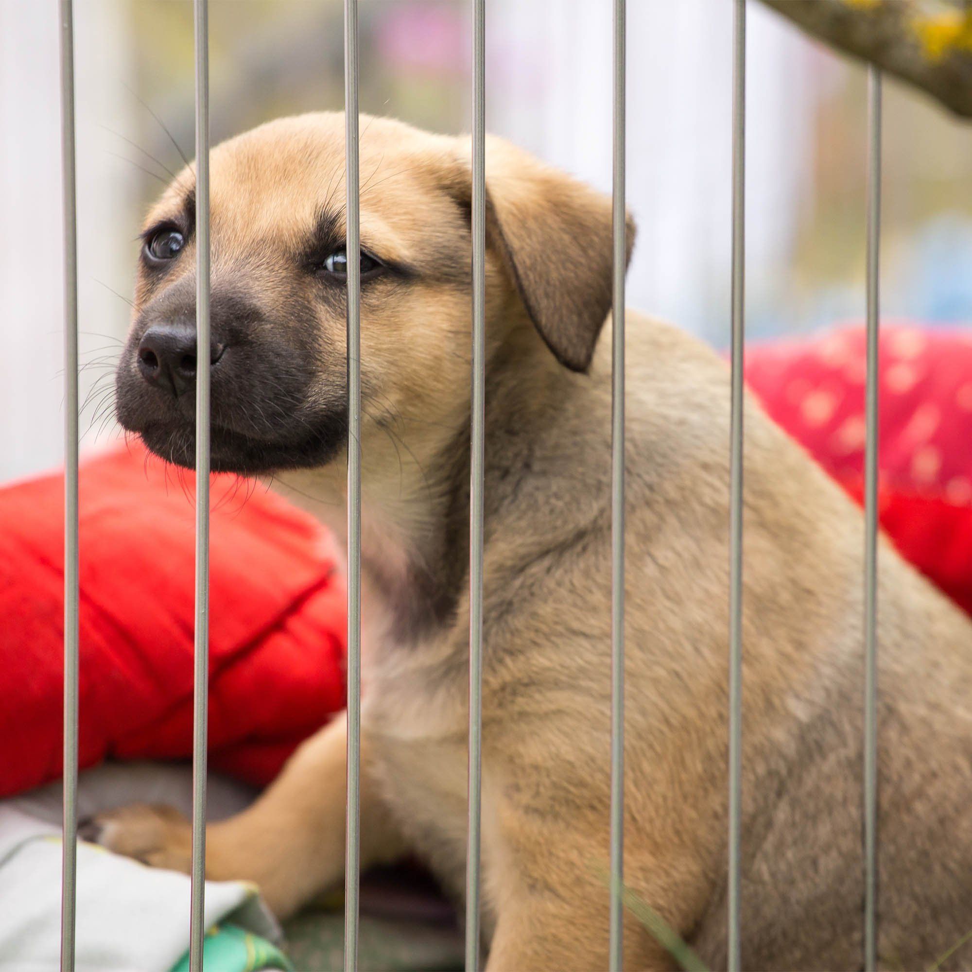 7th Annual Holiday Toy & Treat Campaign: Bring Joy To a Shelter Pet - Presents Under The Tree