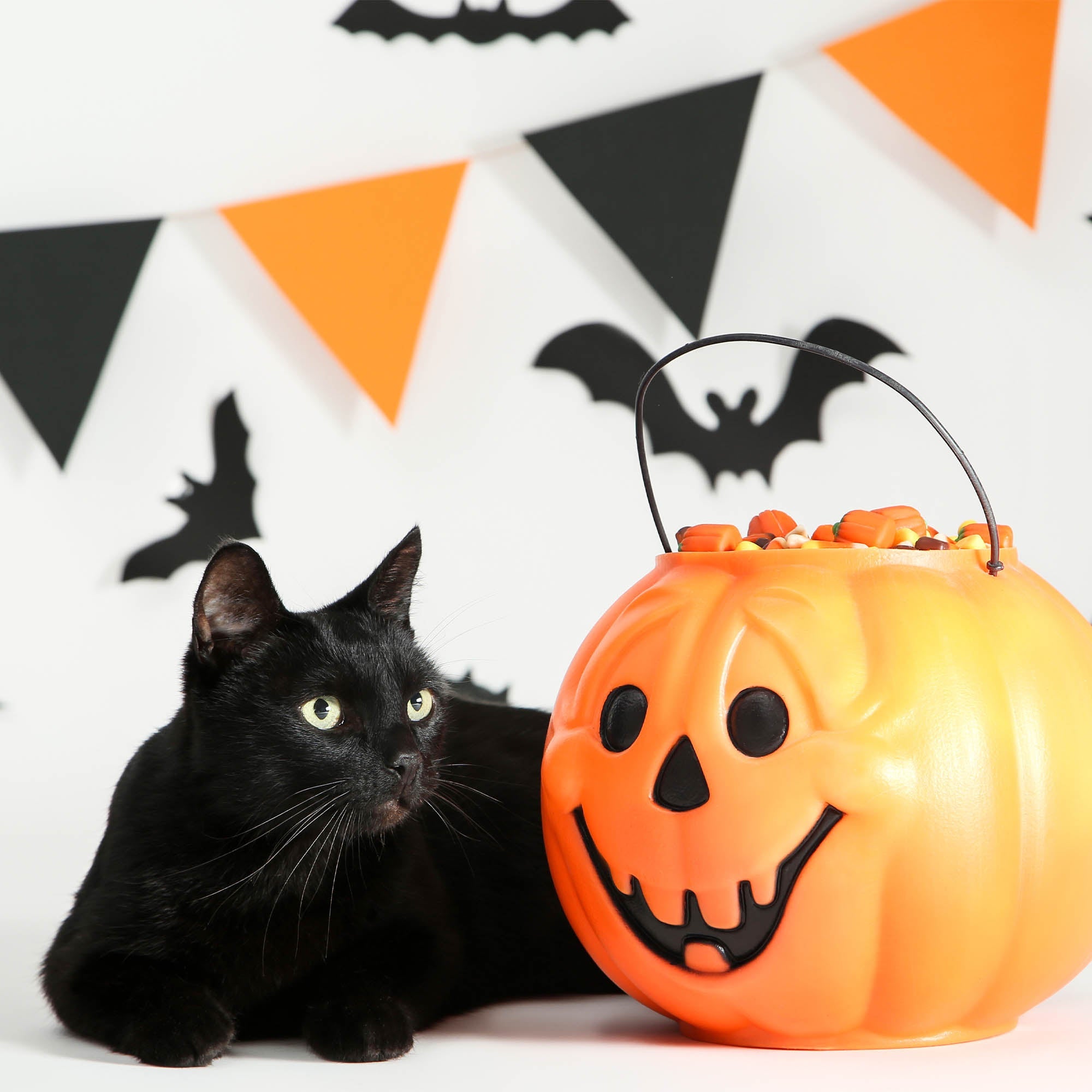 Halloween Treats for Shelter Animals - 1 Bag