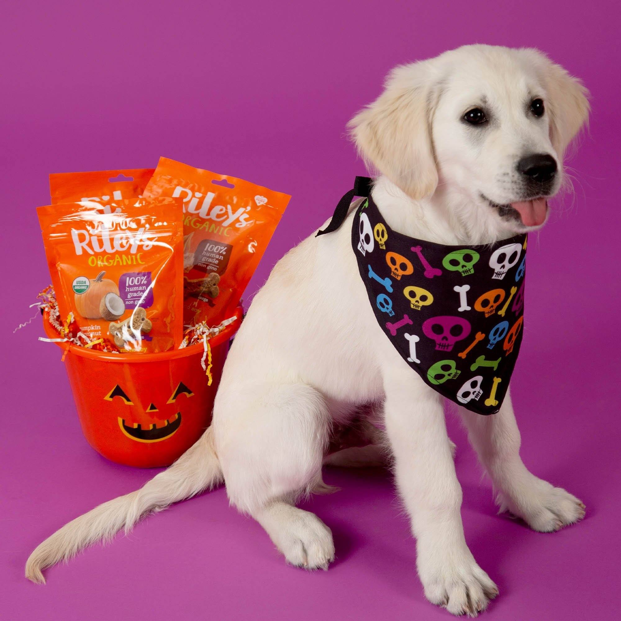 Halloween Treats for Shelter Animals - 3 Bags