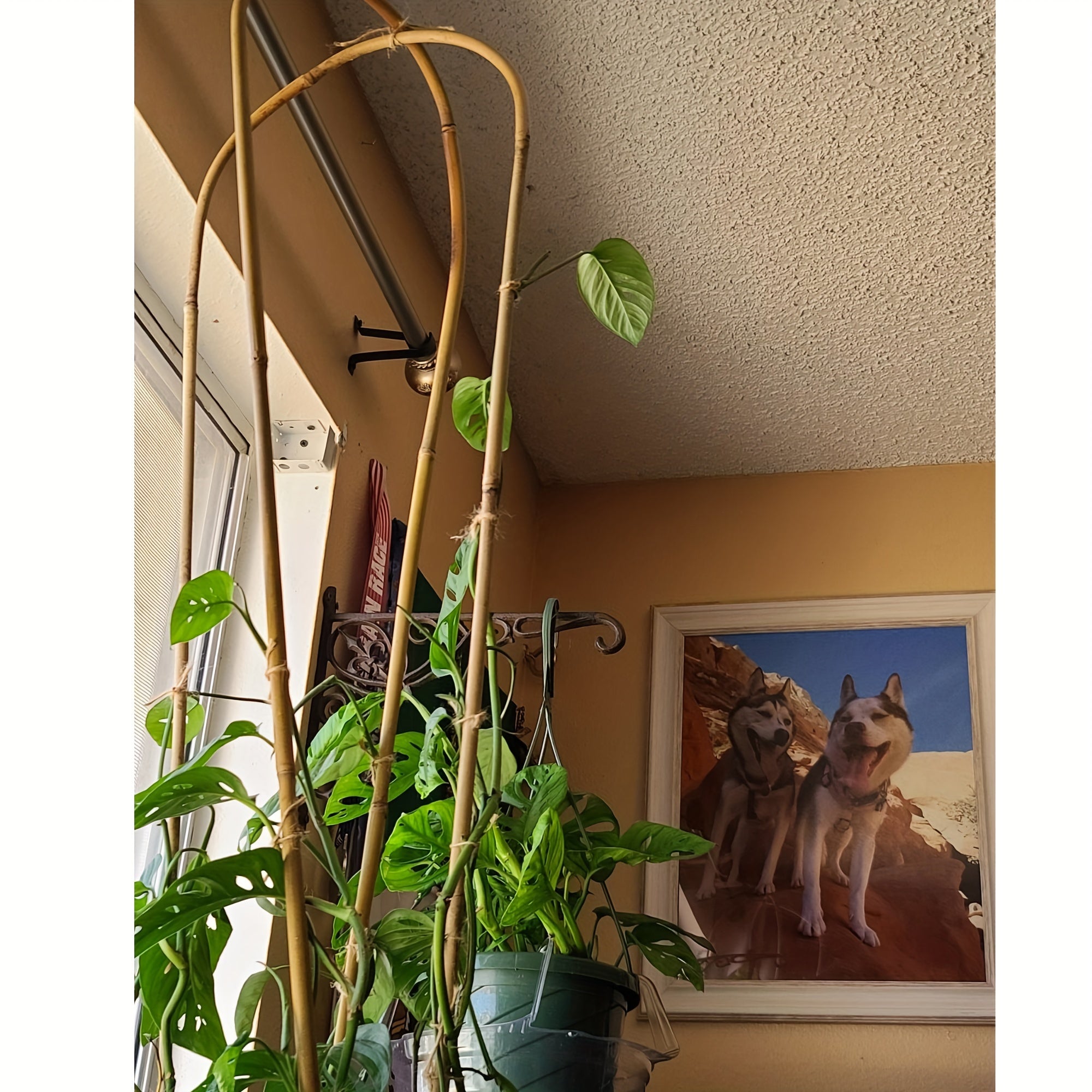 TEMU 10pcs -hoops Trellis, 48inch Bamboo Trellis Plant Support For Climbing Plants Indoor And Outdoor Use, Gardening Supplie And Equipment, Gardening