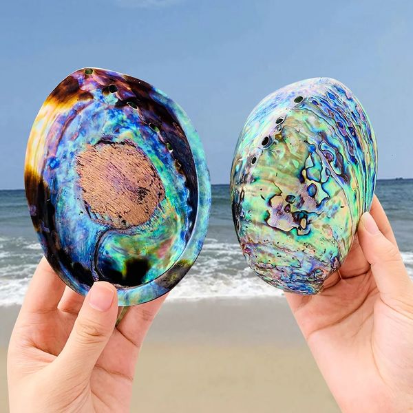 Natural Zealand Abalone Shell Polished Seashell Beach Wedding Decoration for Home Aquarium DIY Jewelry Making Material Craft 231222