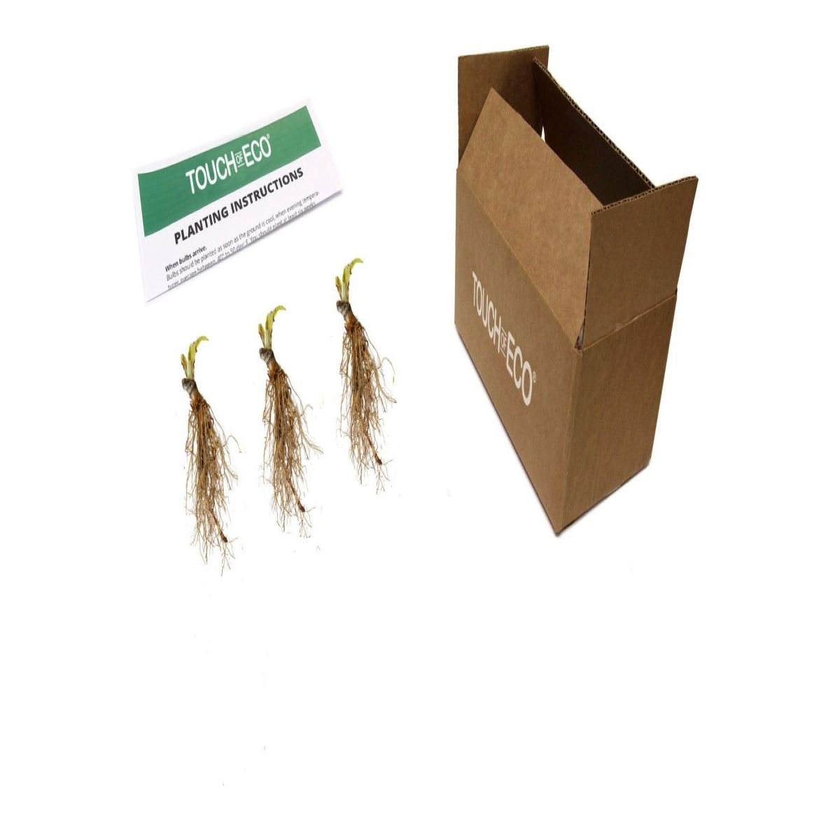 Touch Of ECO® 3 or 9 Bare Root Giant Hosta Plants - Giant Hosta 3 Bare Roots