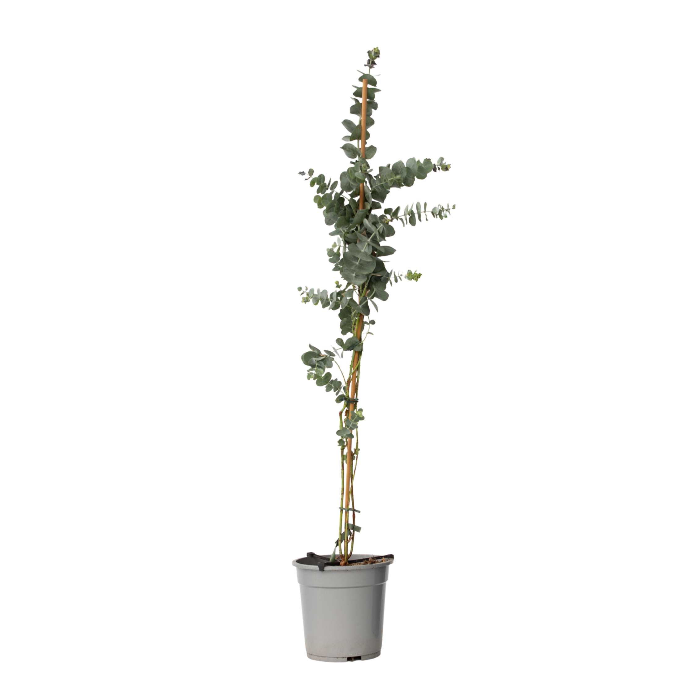 Eukalüpt - Eucalyptus cinerea 'Silver Dollar' - Kõrgus 90-110cm - ⌀19cm