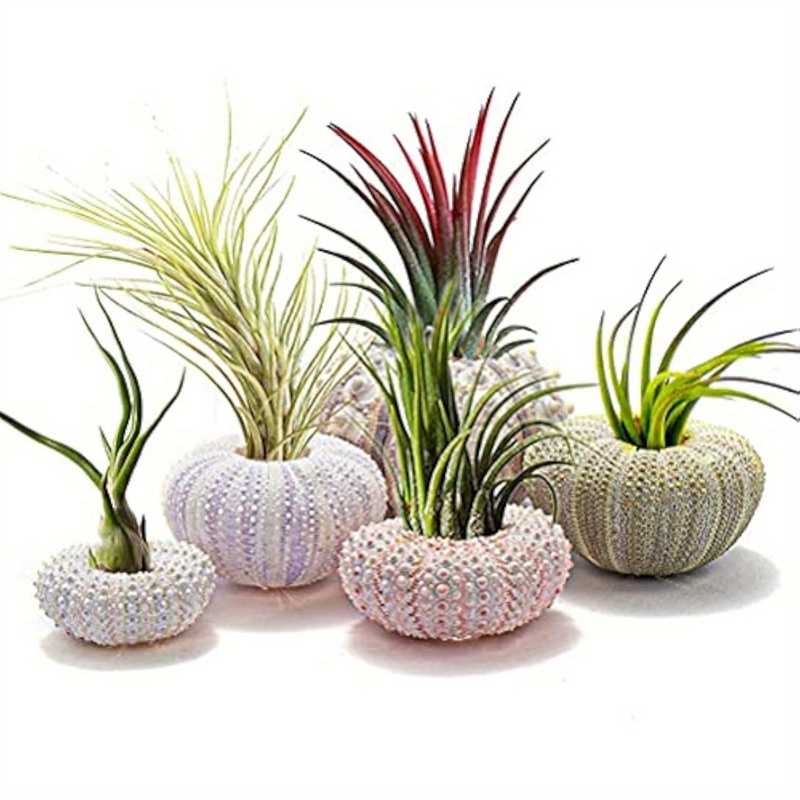 TEMU 5 Pack Mini Sea Shell Air Plant Holders Decorative Hanging Air Plant Pot Cute Succulent Display Container (4-piece Set)
