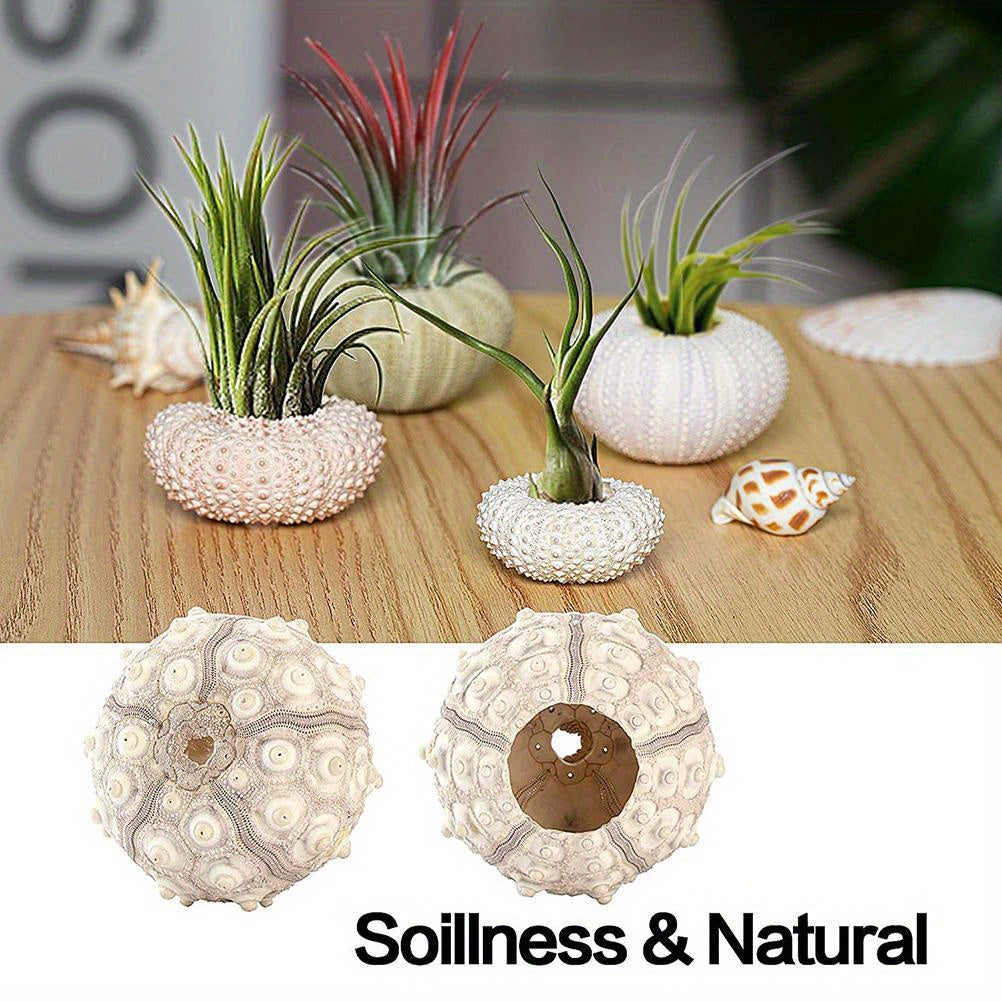 TEMU Sea Shells For Air Plants, 5 Pack Mini Sea Shell Air Plant Holders Air Plant Holder Airplants Decorative Hanging Air Plant Pot For Garden Beach