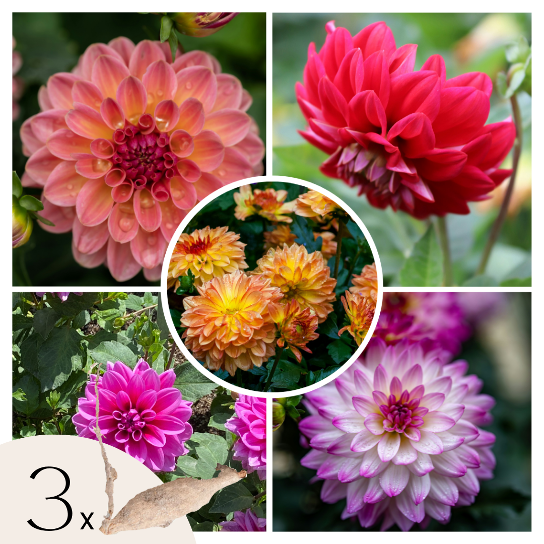 Becuri de dalie - 3 buc - Dahlia 'Pacific Mix' - Bulbi de flori