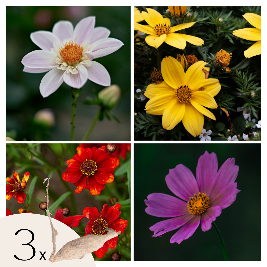 Becuri de dalie - 3 buc - Dahlia 'Topmix' - Bulbi de flori