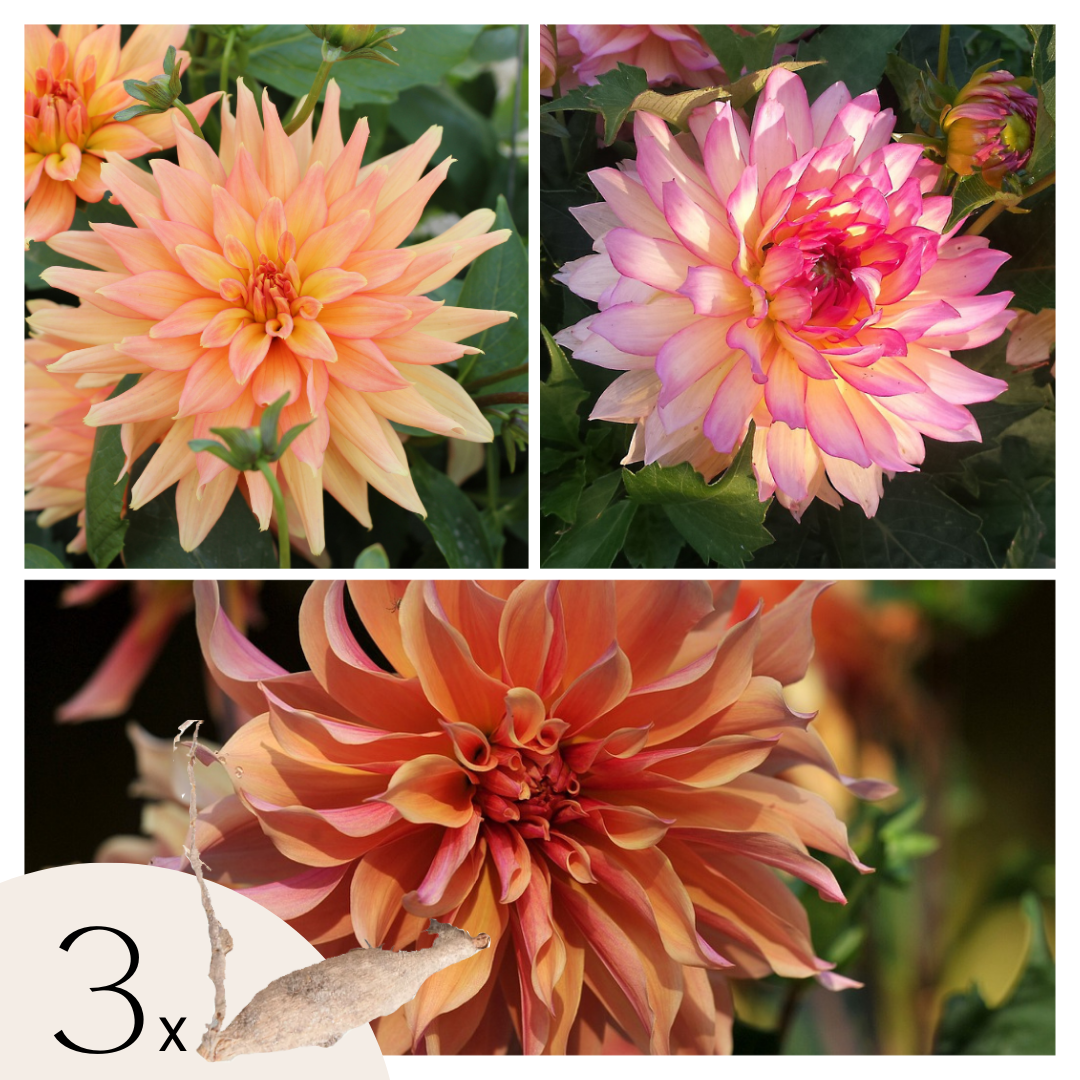 Becuri de dalie - 3 buc - Dahlia 'Labyrinth', 'Twotone' - Bulbi de flori