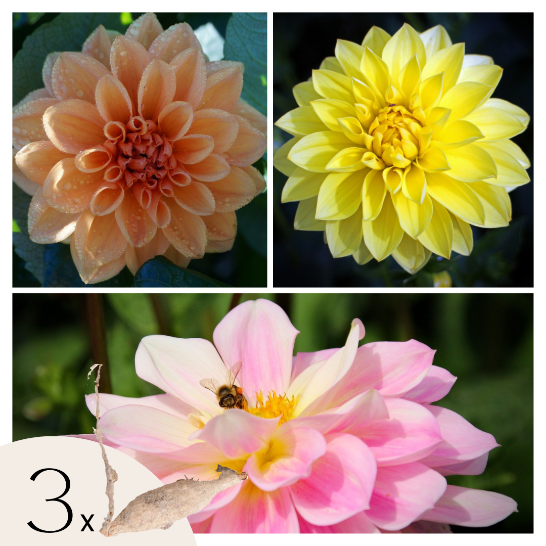 Becuri de dalie - 3 buc - Dahlia 'Waterlily Mix' - Bulbi de flori