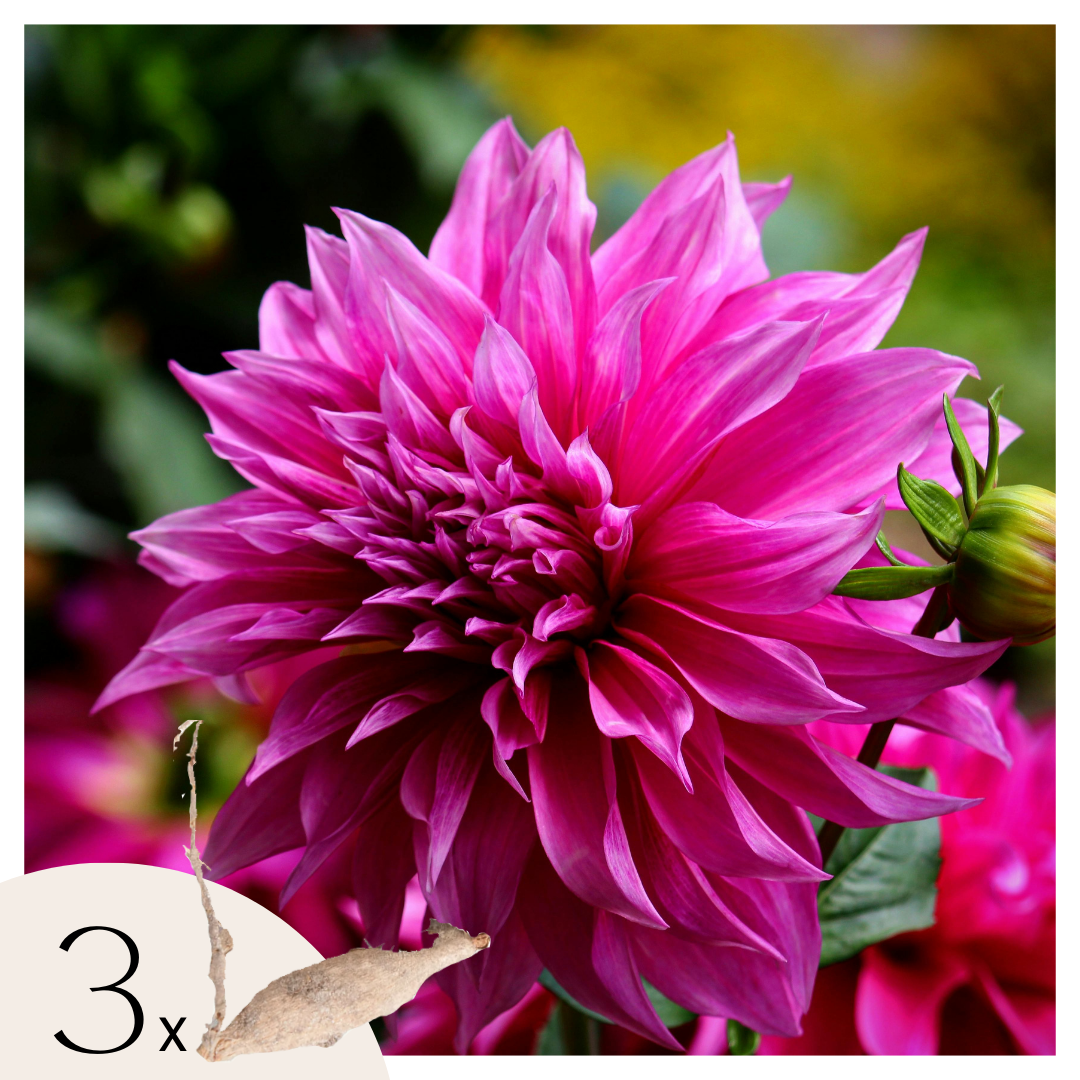 Becuri de dalie - 3 buc - Dahlia 'Café au lait Rosé' - Bulbi de flori