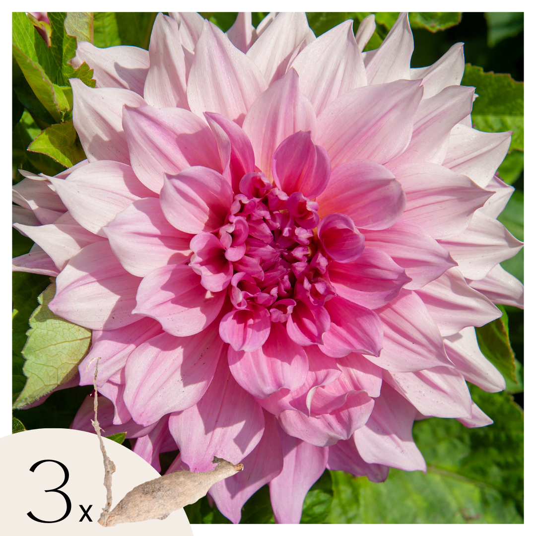 Becuri de dalie - 3 buc - Dahlia 'Café au lait Royal' - Bulbi de flori