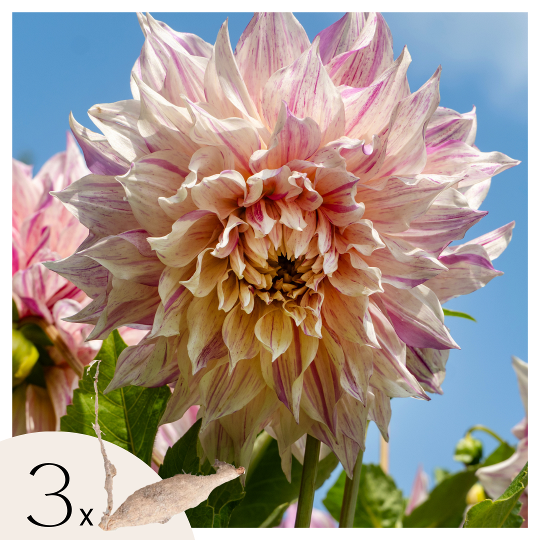 Becuri de dalie - 3 buc - Dahlia 'Café au lait Twist' - Bulbi de flori