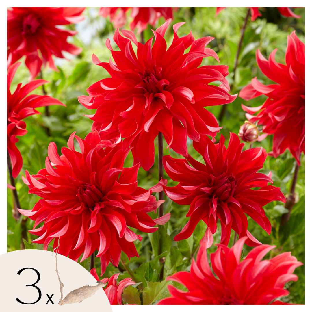 Becuri de dalie - 3 buc - Dahlia 'Labyrinth Red' - Bulbi de flori
