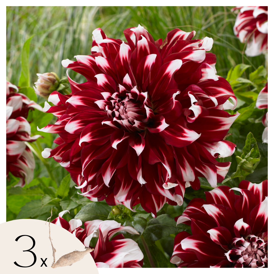 Becuri de dalie - 3 buc - Dahlia 'X-Factor' - Bulbi de flori