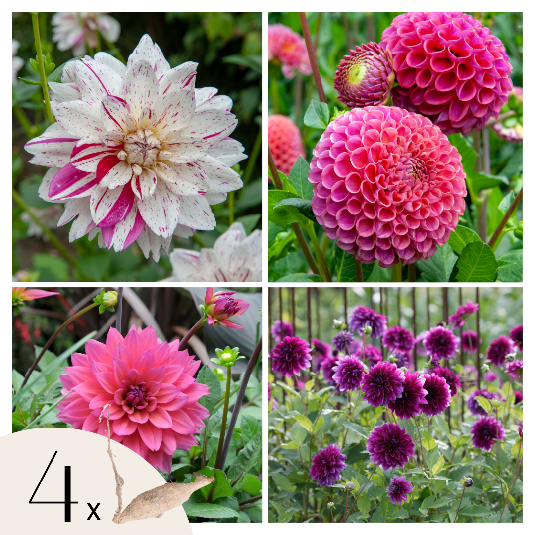 Becuri de dalie - 4 buc - Dahlia 'Bouqet Sunrise' - Bulbi de flori