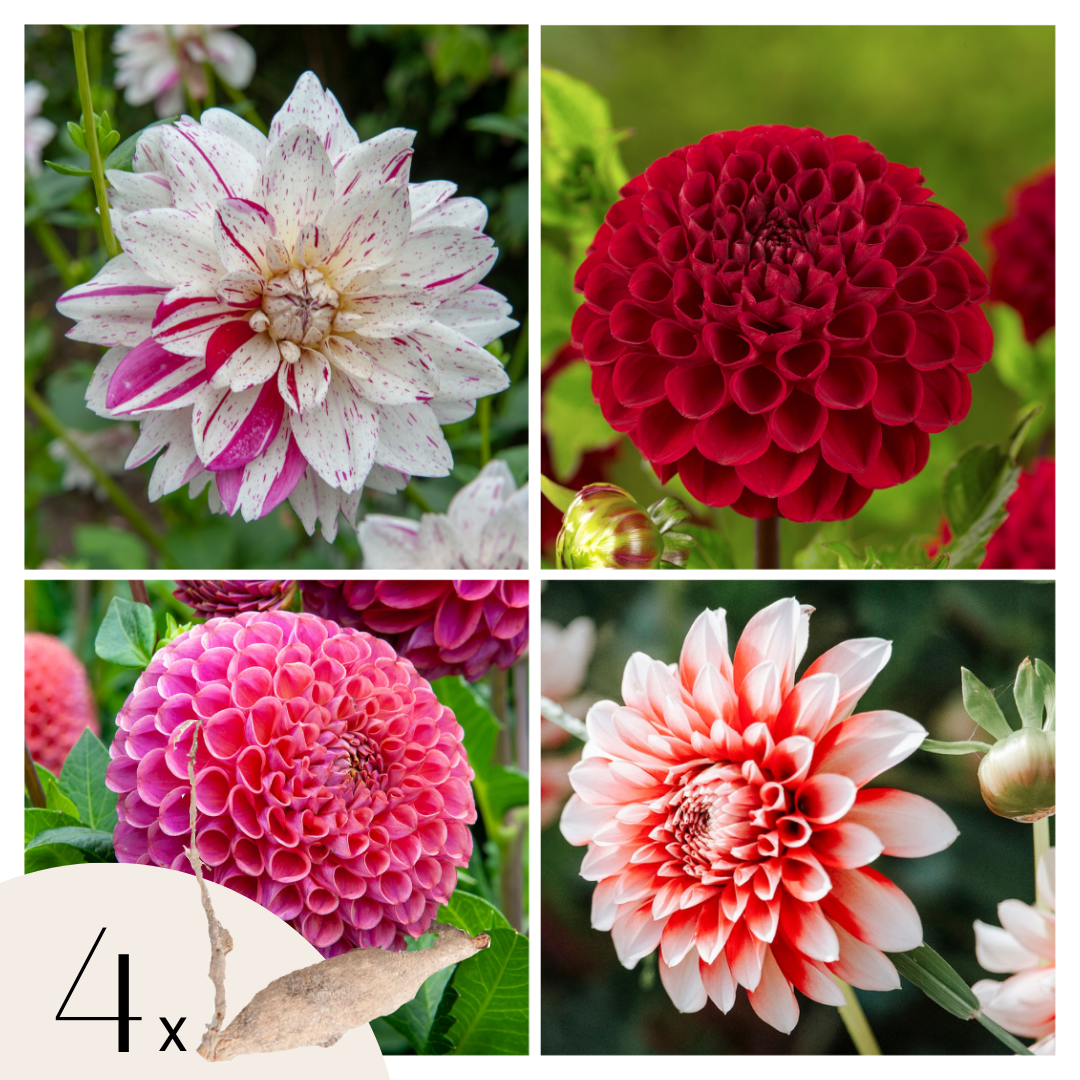 Becuri de dalie - 4 buc - Dahlia 'Bouqet Sunset' - Bulbi de flori