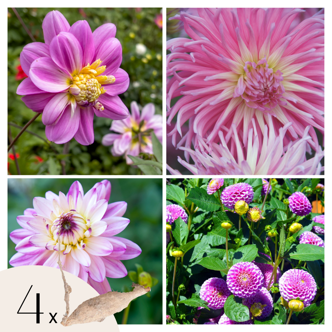 Becuri de dalie - 4 buc - Dahlia 'Pink Love' - Bulbi de flori