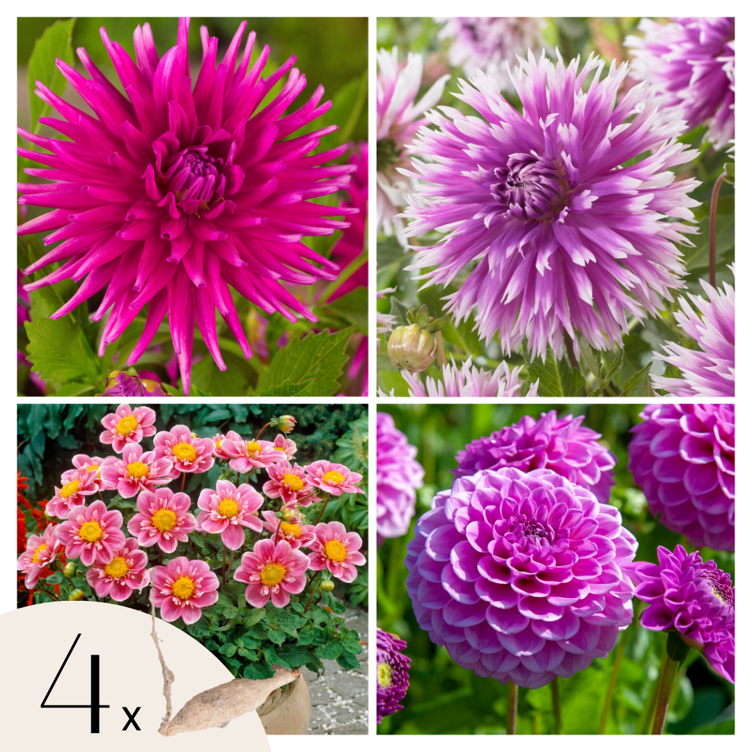 Becuri de dalie - 4 buc - Dahlia 'Purple Love' - Bulbi de flori