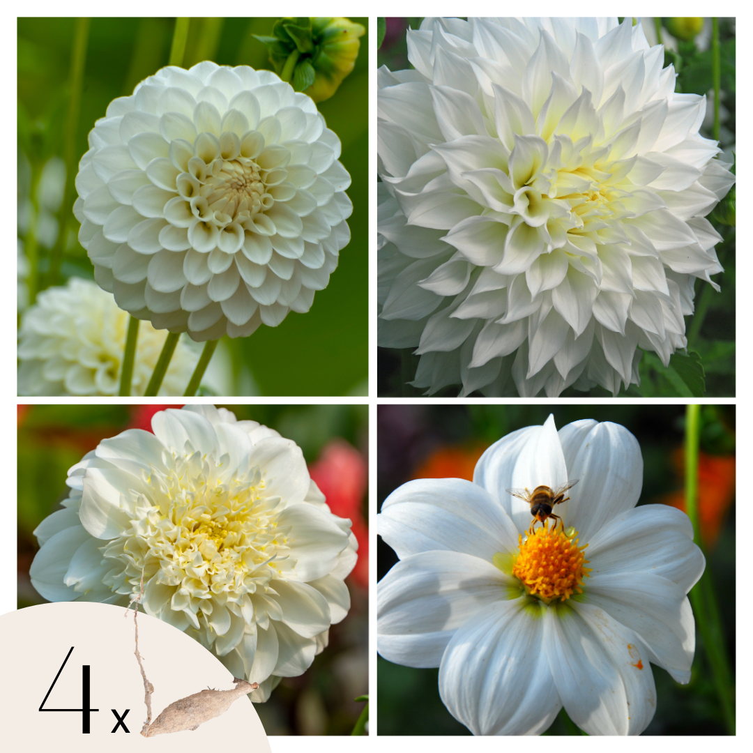 Becuri de dalie - 4 buc - Dahlia 'White Love' - Bulbi de flori