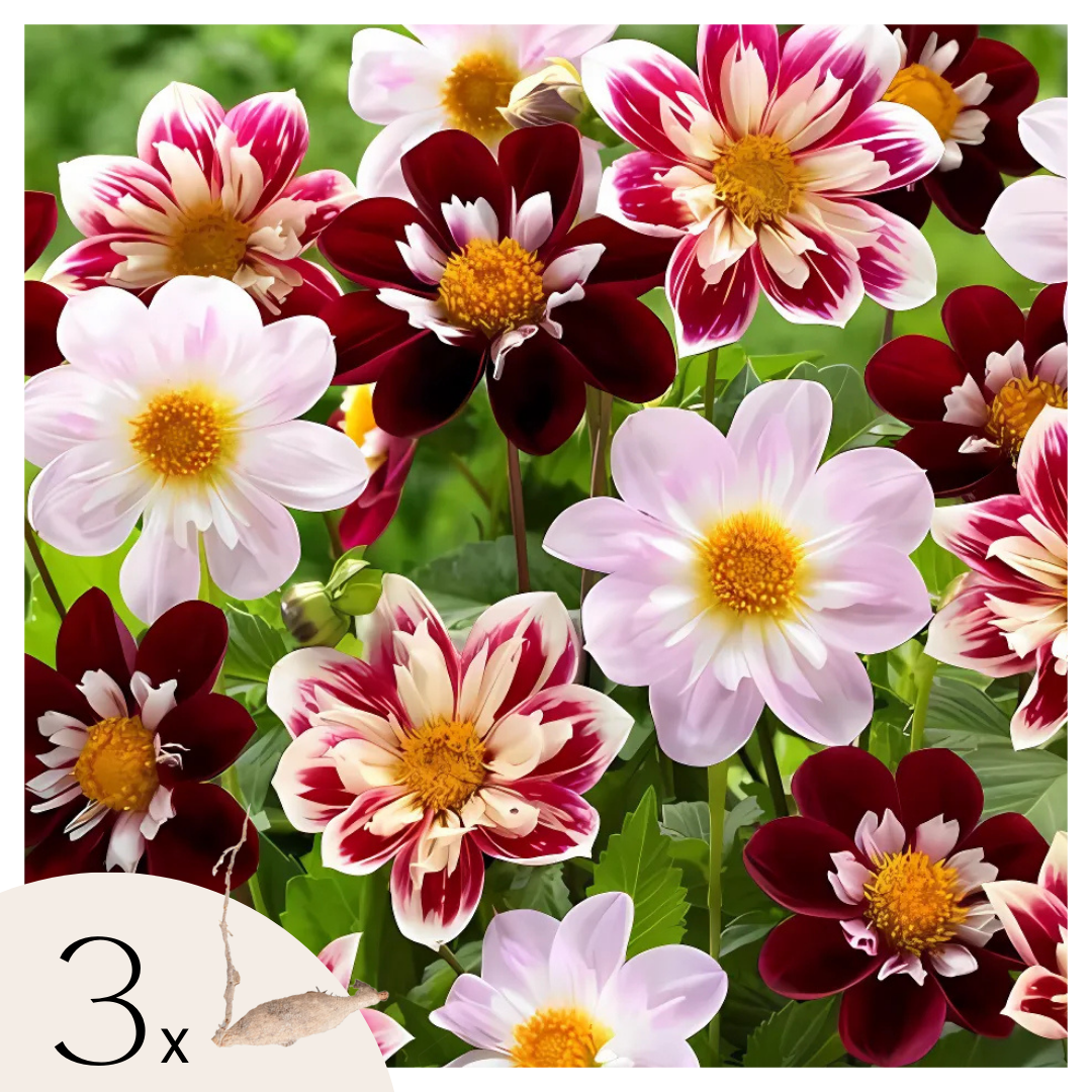 Becuri de dalie - 3 buc - Dahlia 'Favorite ballet' - Bulbi de flori