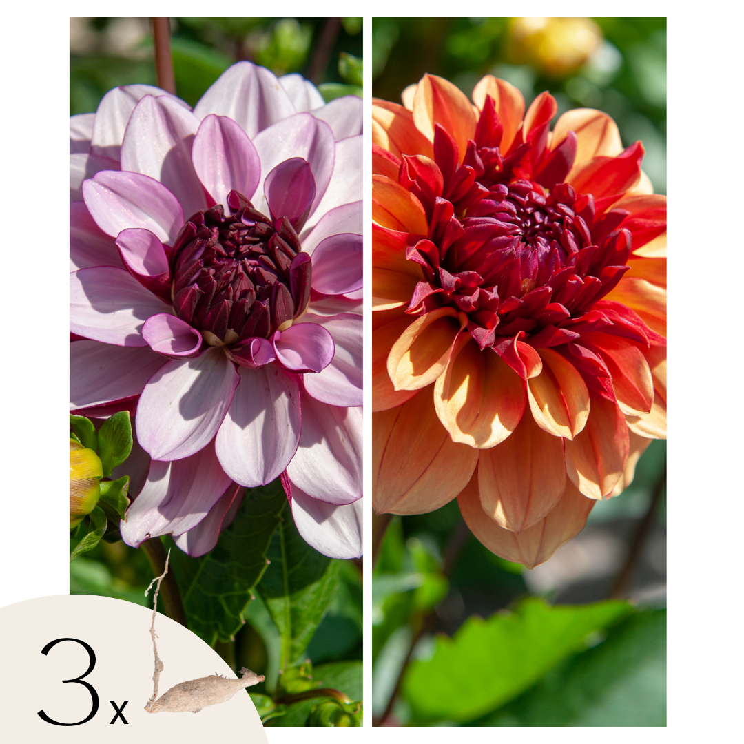 Becuri de dalie - 3 buc - Dahlia 'Sweet & Honey' - Bulbi de flori
