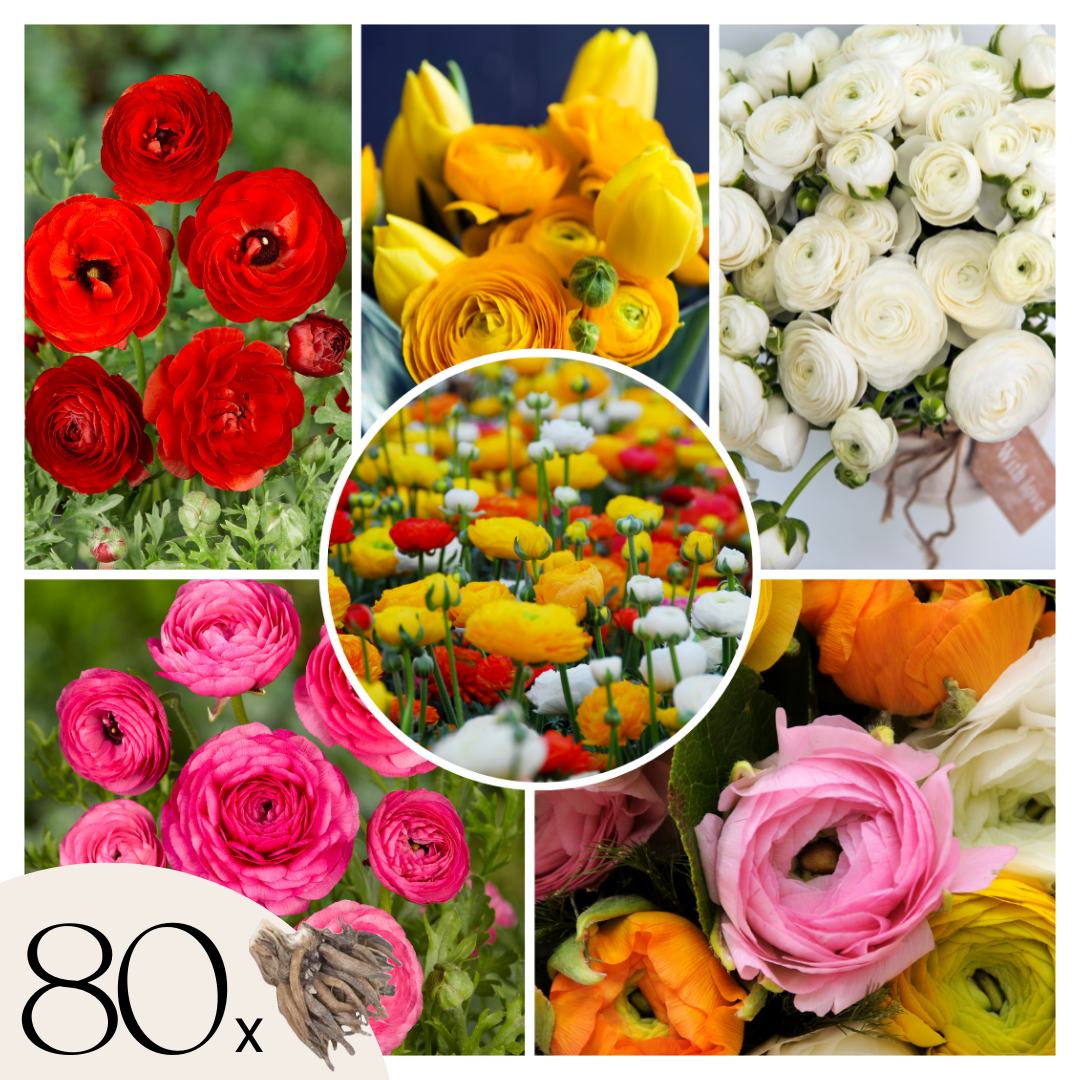 Piciorul Cocosului - 80 buc - Ranunculus - Bulbi de flori