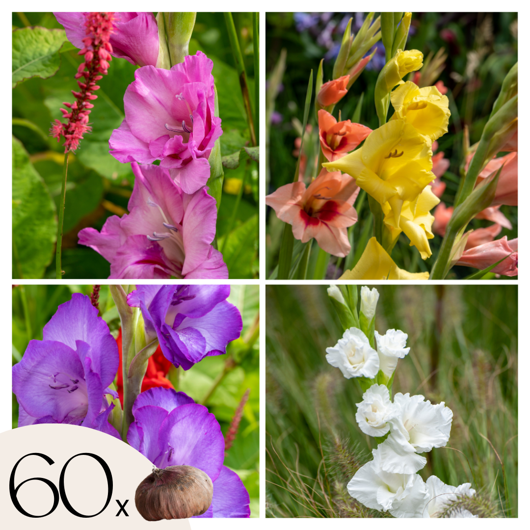 Gladiole - 60 buc - Gladiolus Mix - Bulbi de flori