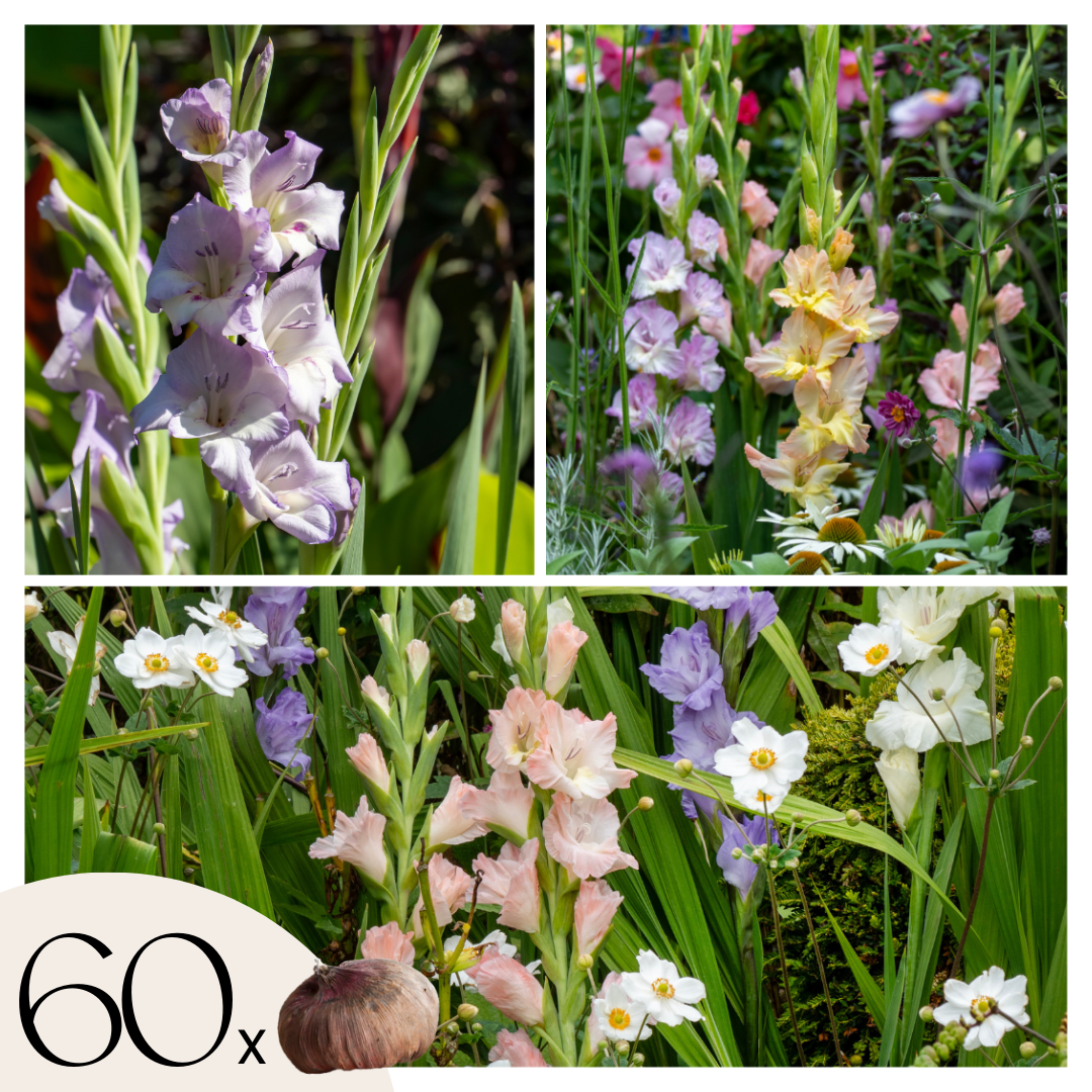 Gladiole - 60 buc - Gladiolus 'Pastel Mix' - Bulbi de flori