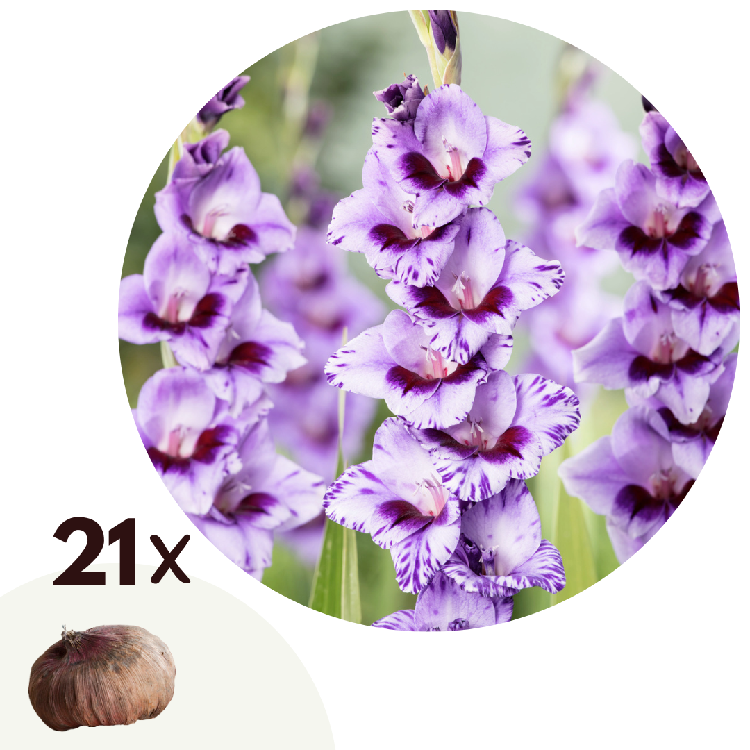 Gladiole - 21 buc - Gladiolus 'Passos' - Bulbi de flori - Violet