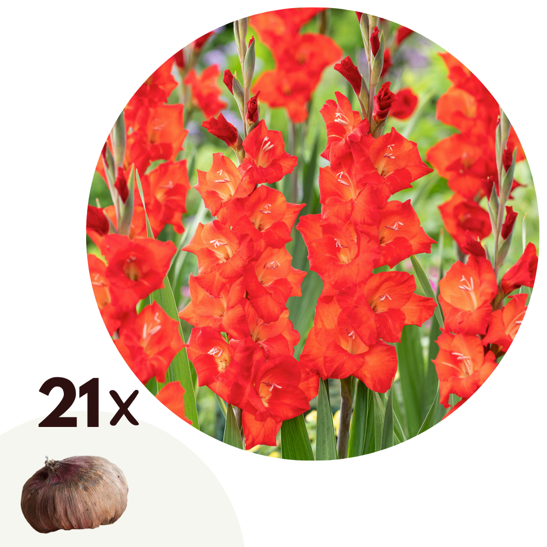 Gladiole - 21 buc - Gladiolus 'Glamini Patty' - Bulbi de flori - Roşu