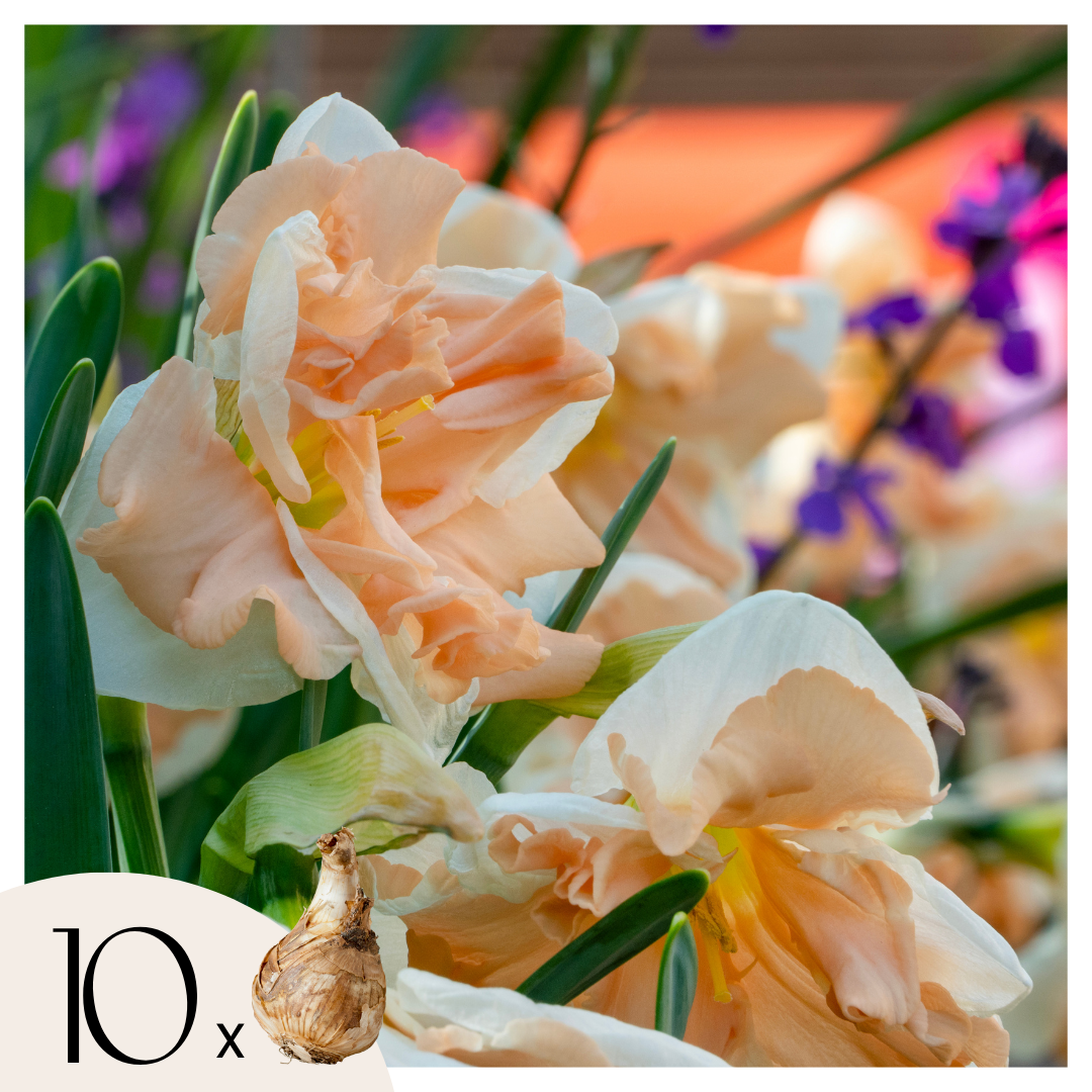 Narcise - Set de 10 - Narcisa 'Apricot Whirl' - Bulbi de flori - Portocalii