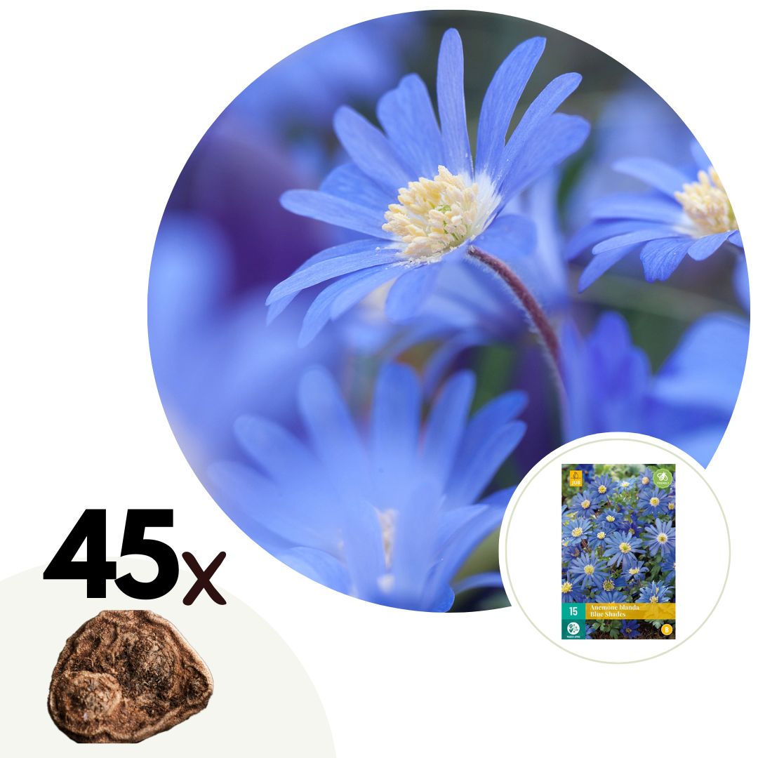 Anemonele - 45 buc - Anemone coronaria 'Blue Shades' - Bulbi de flori - Albastru
