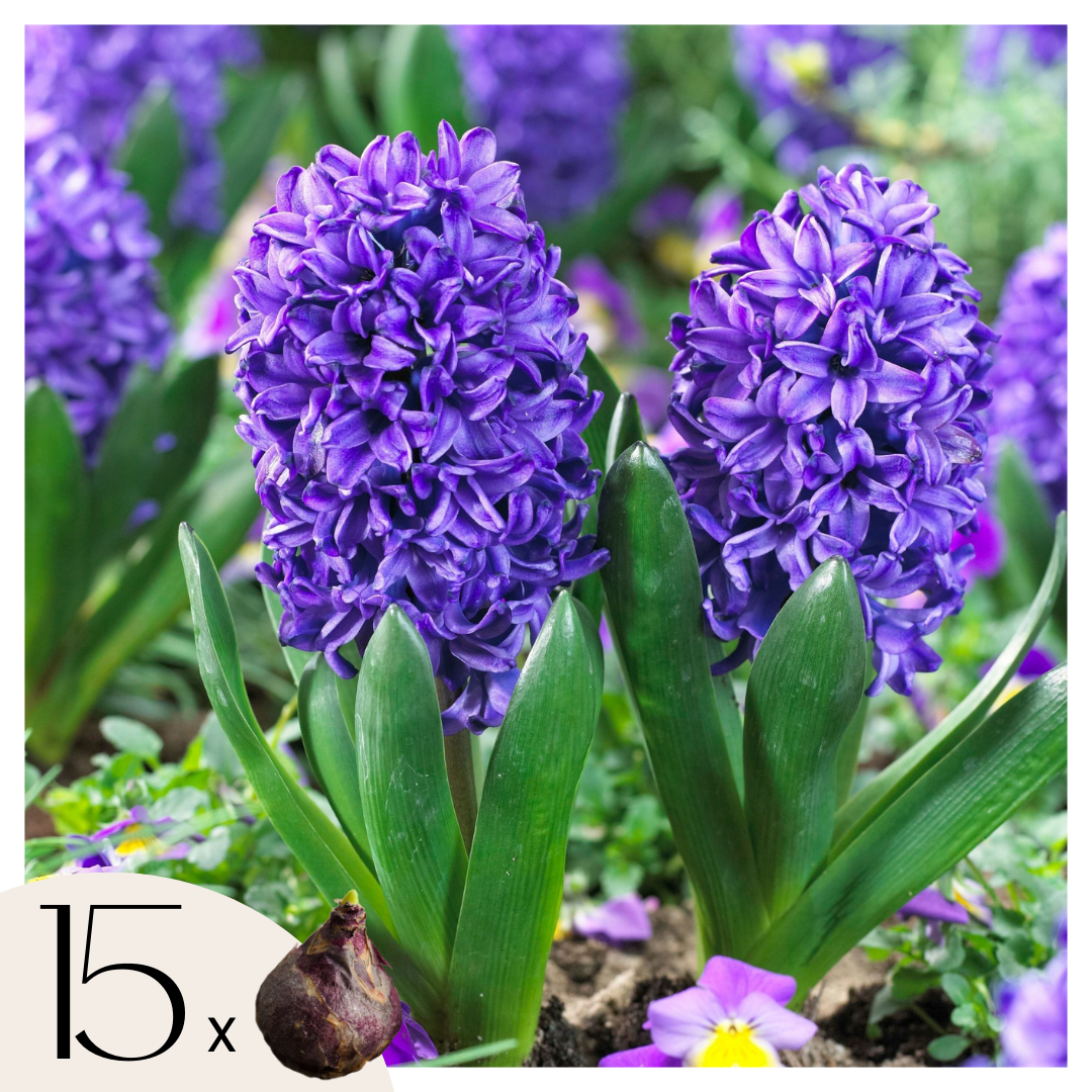 Zambilă - 15 buc - Hyacinthus 'Blue Trophy' - Bulbi de flori - Albastru