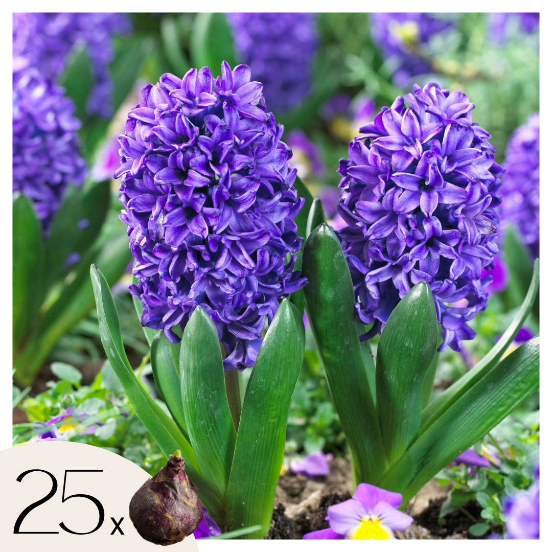Zambilă - 25 buc - Hyacinthus 'Blue Trophy' - Bulbi de flori - Albastru