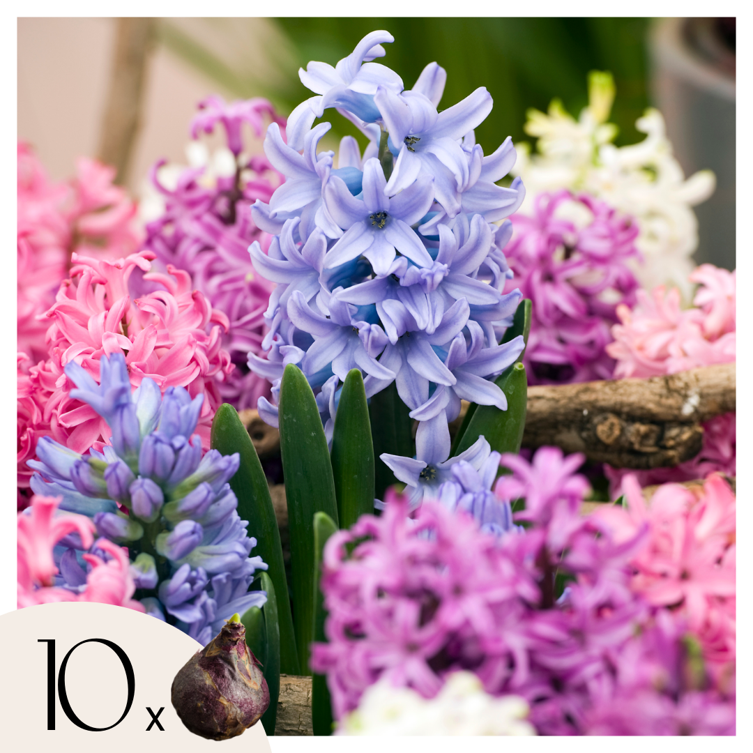 Zambilă - 10 buc - Hyacinthus - Bulbi de flori