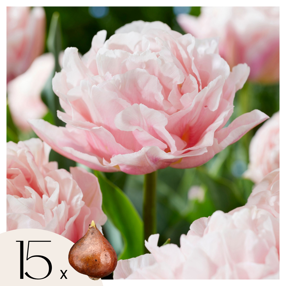 Bulbi de lalele - 15 buc - Tulipa 'Dreamer' - Bulbi de flori - Roz