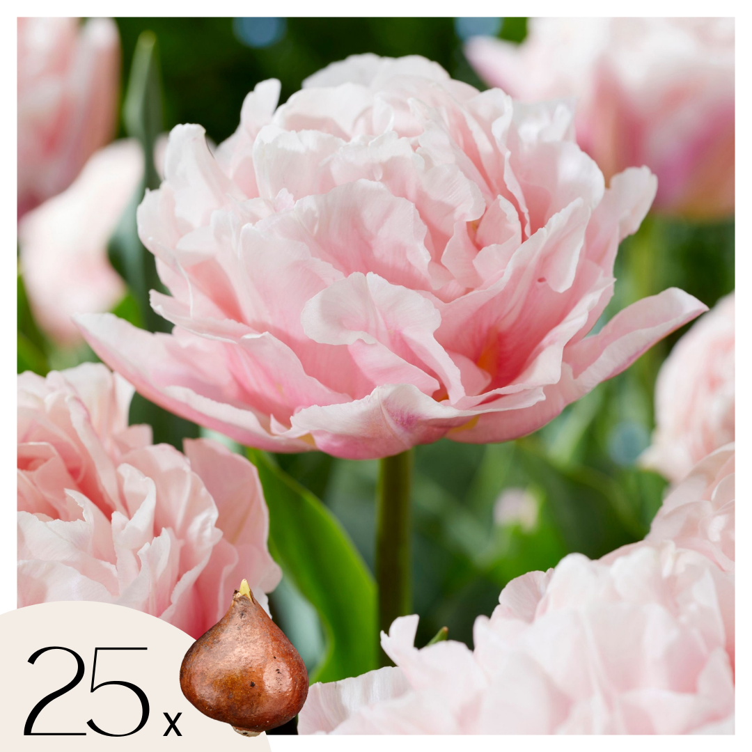 Bulbi de lalele - 25 buc - Tulipa 'Dreamer' - Bulbi de flori - Roz