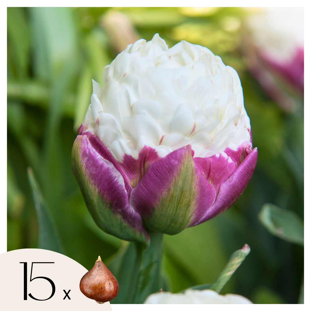 Bulbi de lalele - 15 buc - Tulipa 'Ice Cream' - Bulbi de flori - Violet