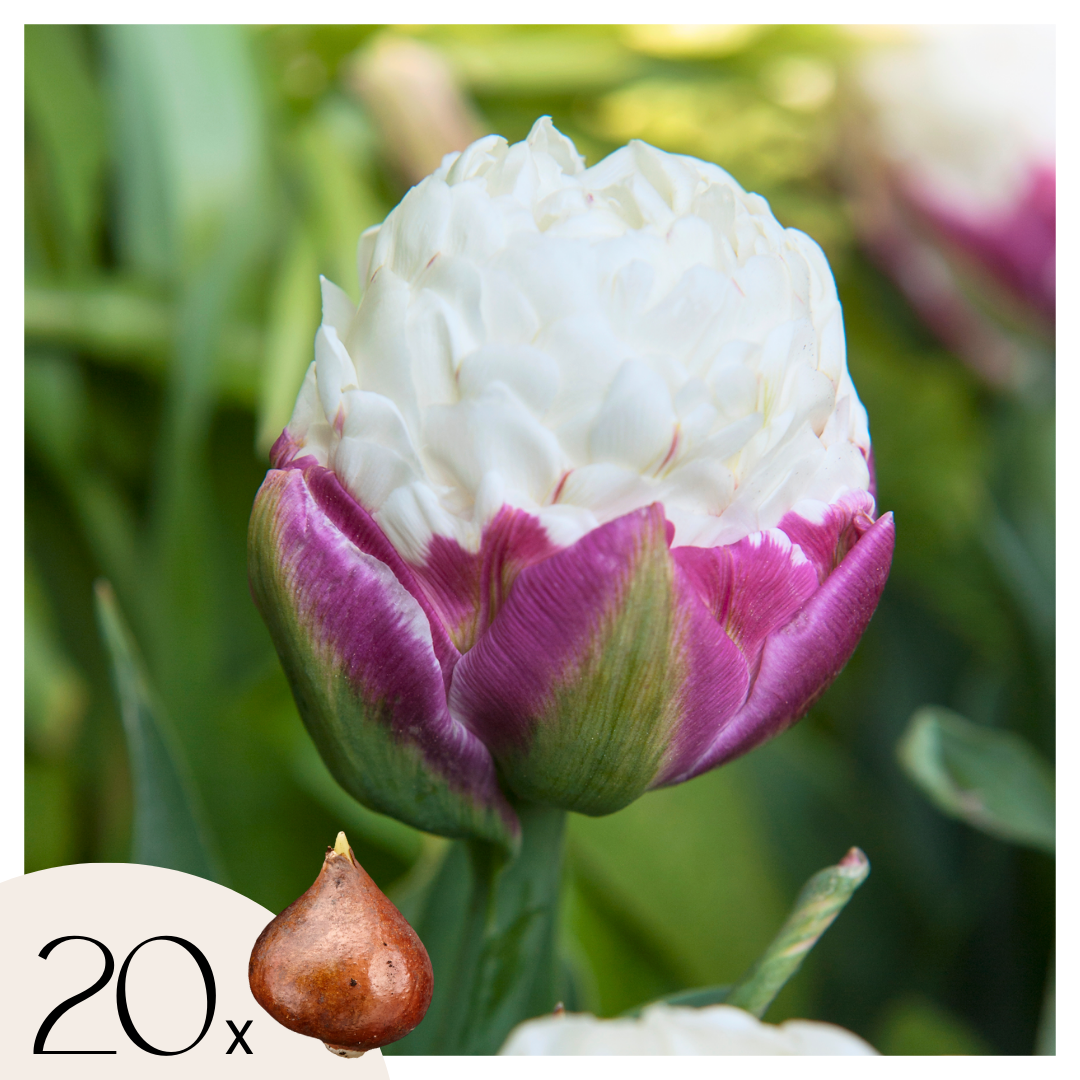 Bulbi de lalele - 20 buc - Tulipa 'Ice Cream' - Bulbi de flori - Violet