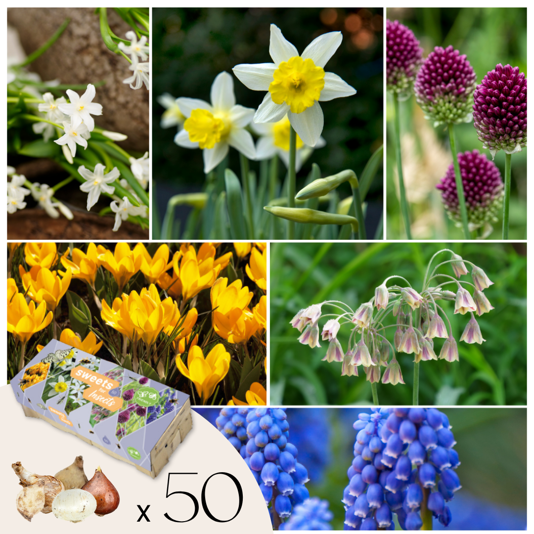 Bulbi pentru insecte - Amestec 50 buc - Rezistenți & pereni