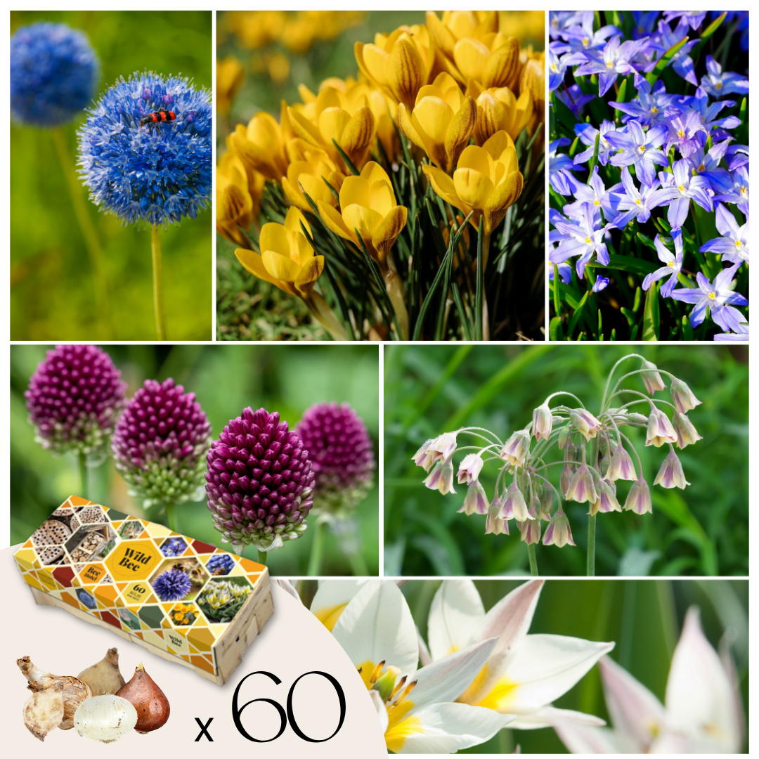 Wild Bee Hotel Box - 60 bulbi - Instrucțiuni hotel albine - Rezistent la iarnă