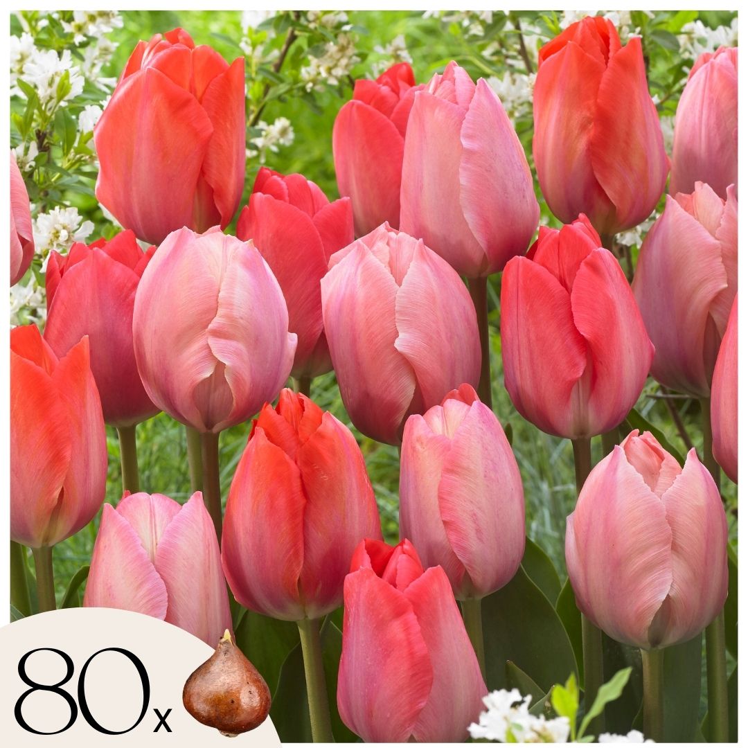 Bulbi de lalele - 80 buc - Tulipa 'Salmon', 'Van Eijk' - Bulbi de flori - Roşu