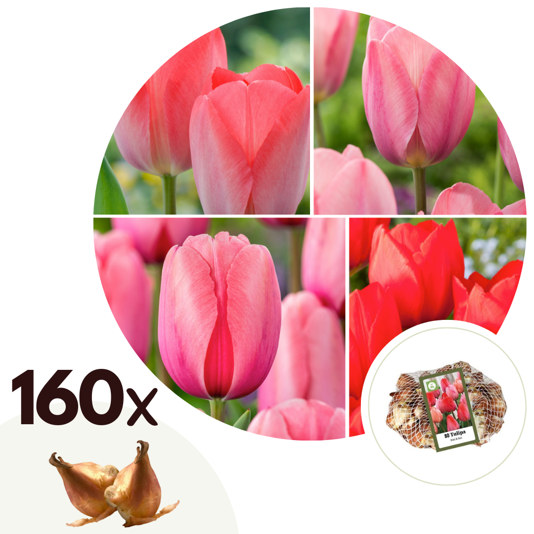 Bulbi de lalele - 160 buc - Tulipa 'Salmon', 'Van Eijk' - Bulbi de flori - Roşu