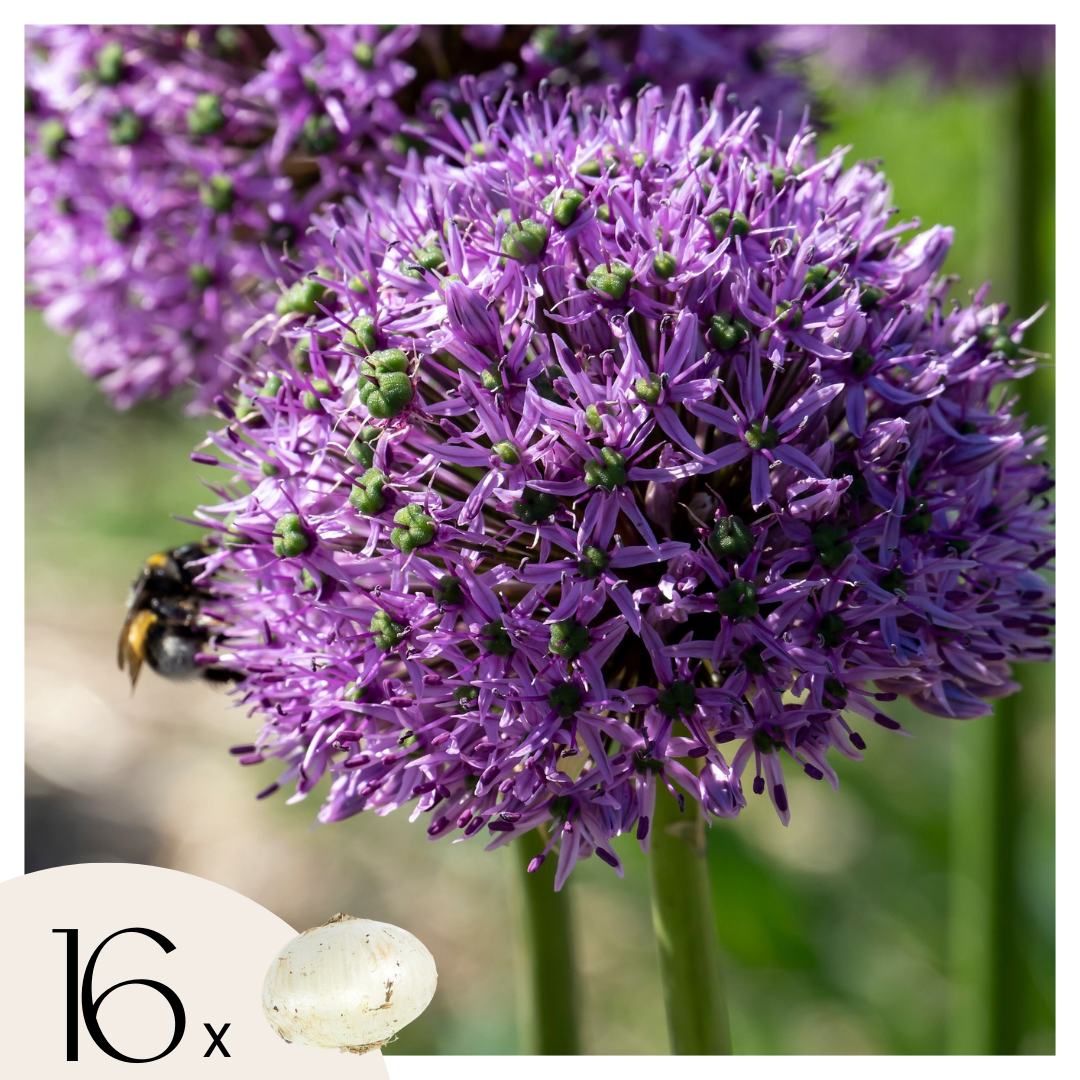 Becuri de allium - 16 buc - Allium 'Gladiator' - Bulbi de flori - Violet