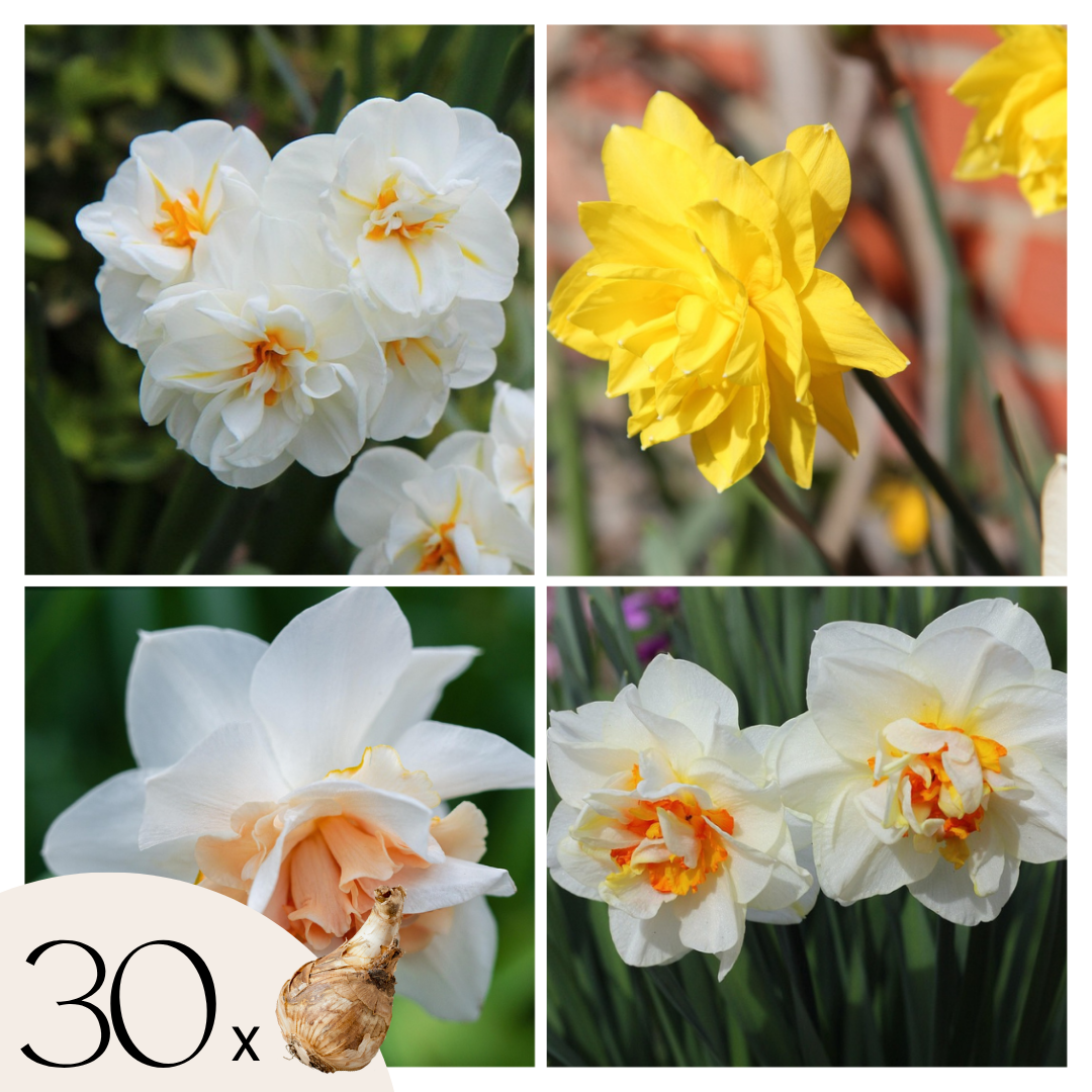 Bulbi de narcise - 30 buc - Narcissus 'Double Mix' - Bulbi de flori