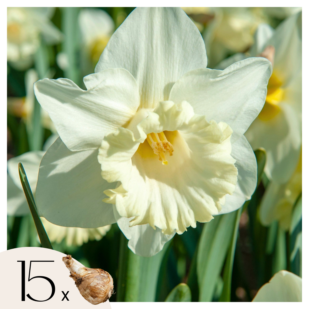 Bulbi de narcise - 15 buc - Narcissus 'Mount Hood' - Bulbi de flori - Galben