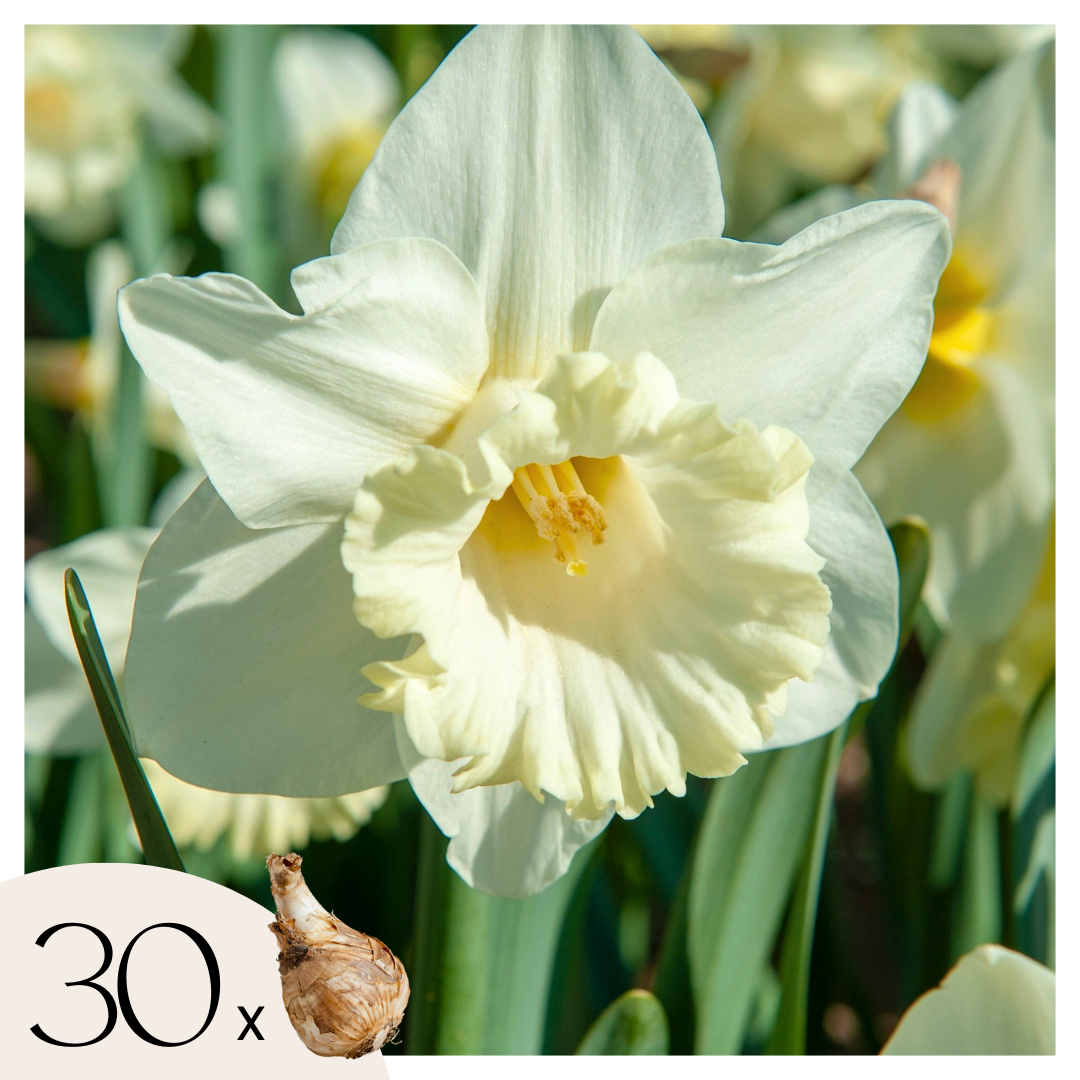 Bulbi de narcise - 30 buc - Narcissus 'Mount Hood' - Bulbi de flori - Alb