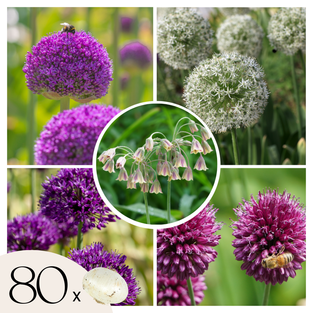 Becuri de allium - 80 buc - Allium - Bulbi de flori