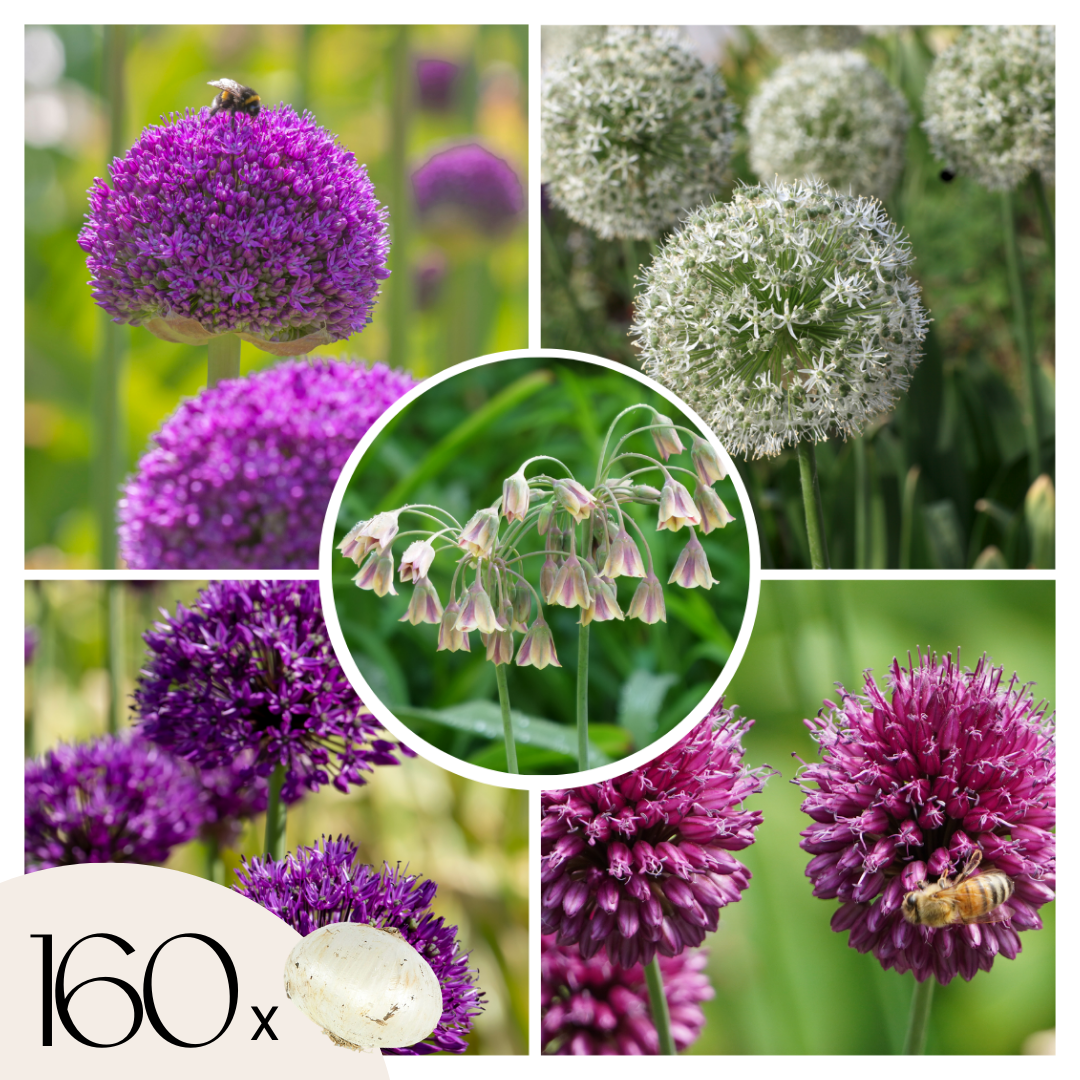 Becuri de allium - 160 buc - Allium - Bulbi de flori