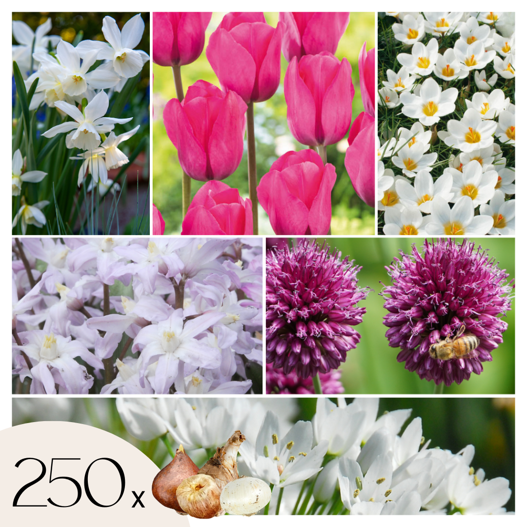 Amestecul de bulbi de flori - 250 buc - Allium, Narcissus, Muscari, Tulipa